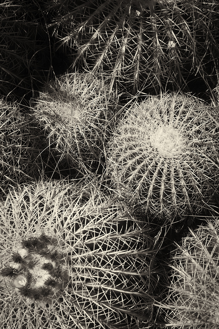 110904_Bellando_estate__MG_0701_bw