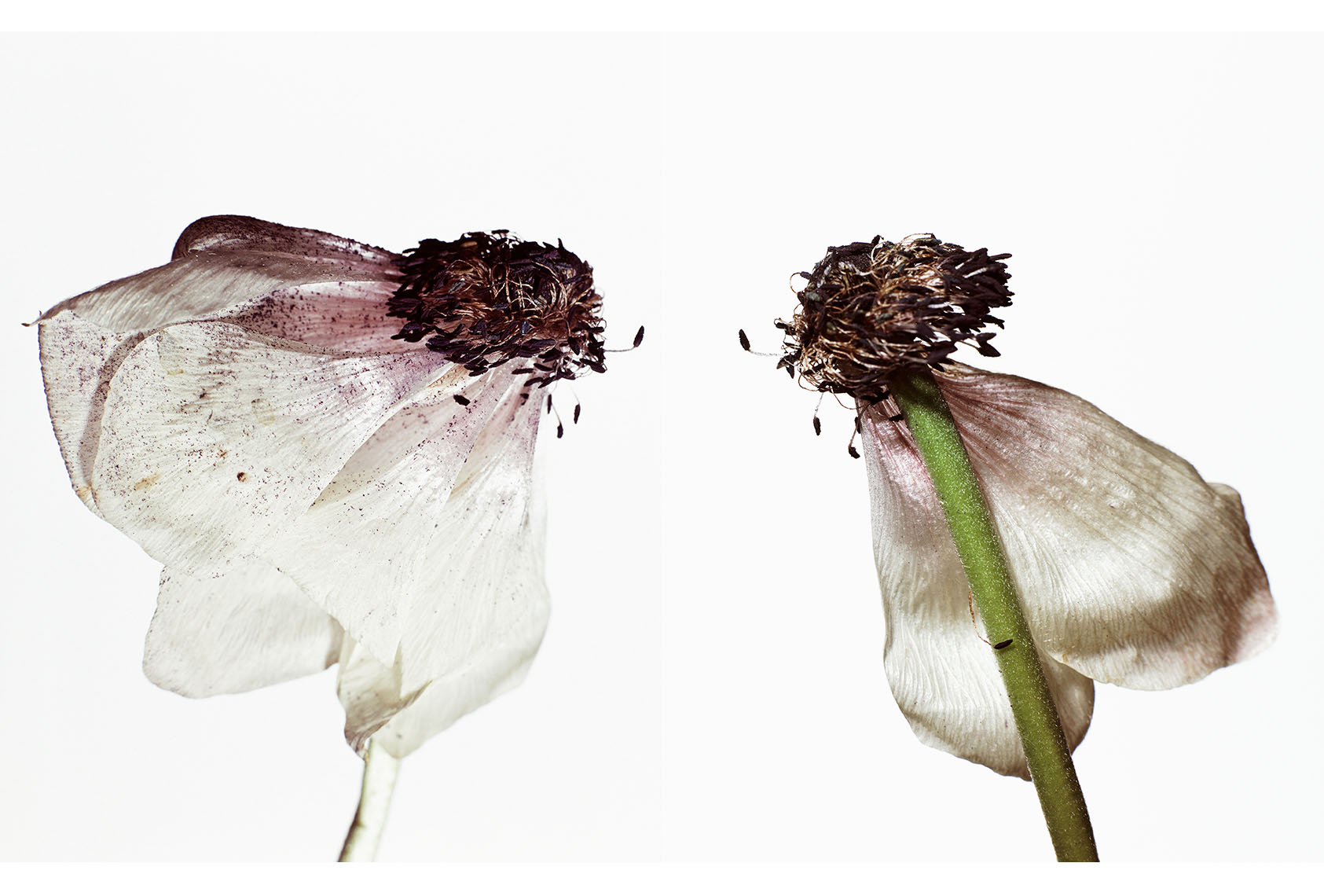 Anemone