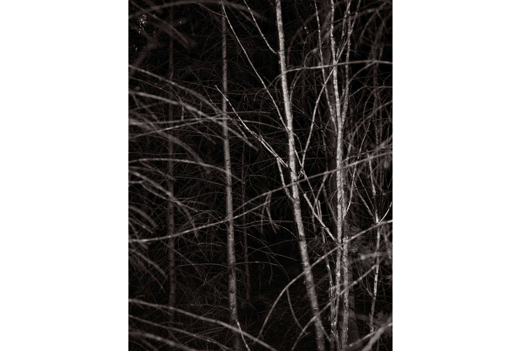 Treehunter_3178.jpg