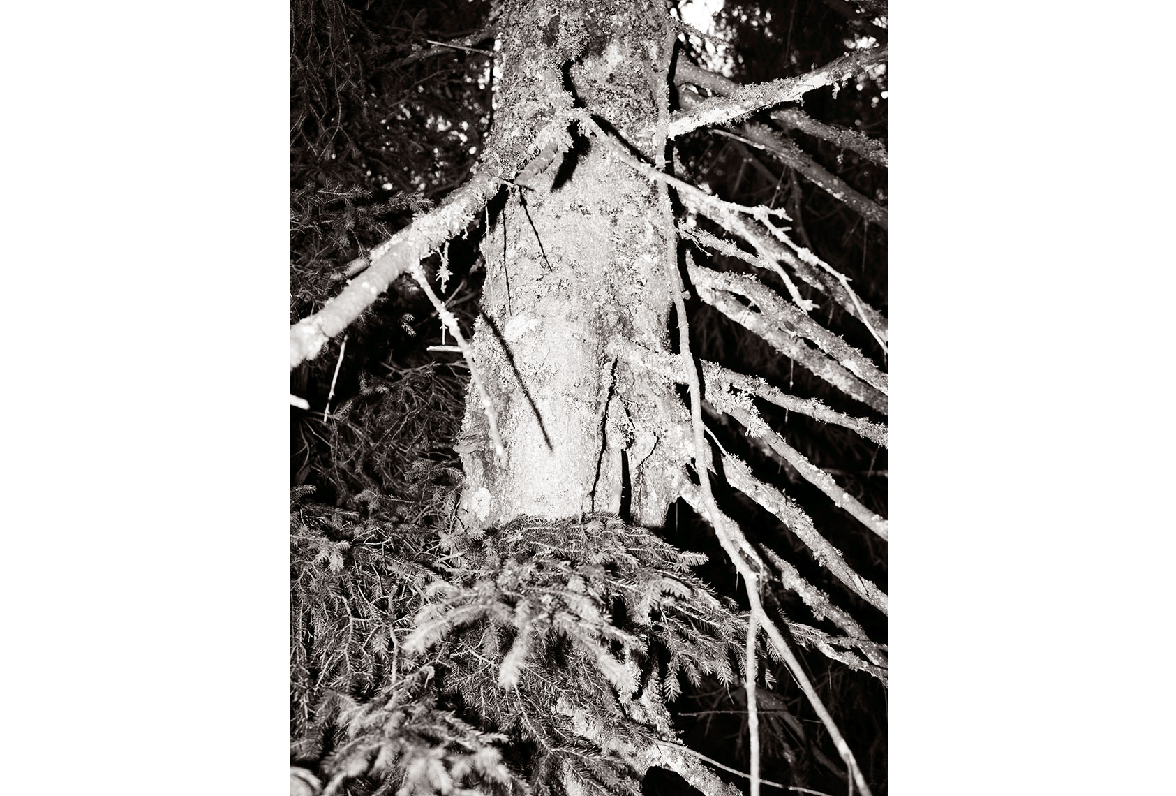 Treehunter_3215.jpg