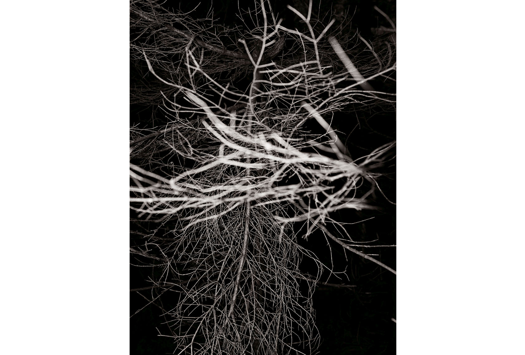 Treehunter_4053.jpg