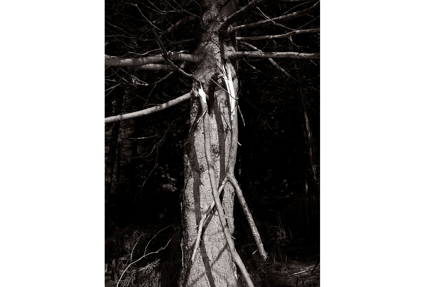 Treehunter_4054.jpg