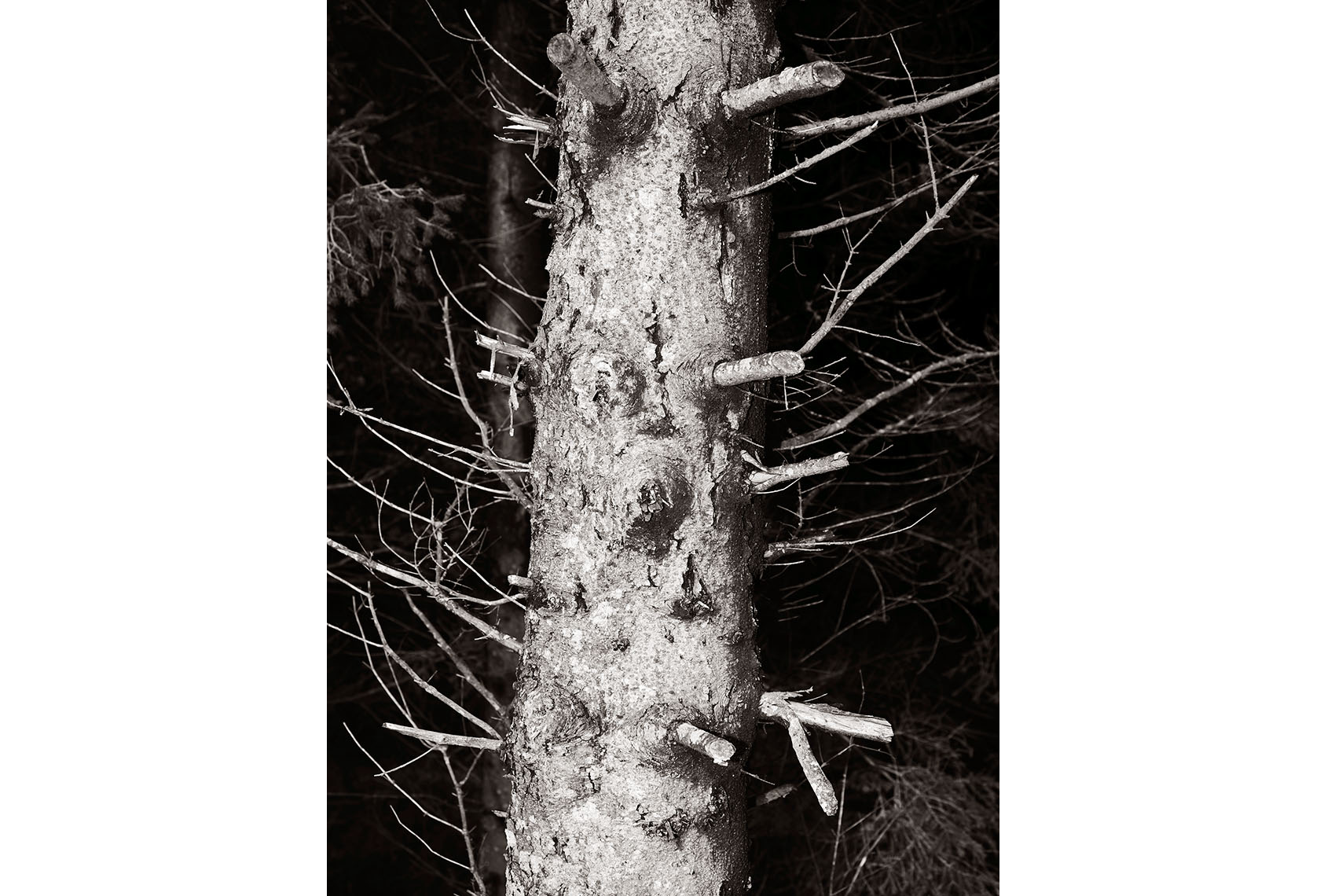 Treehunter_4090.jpg