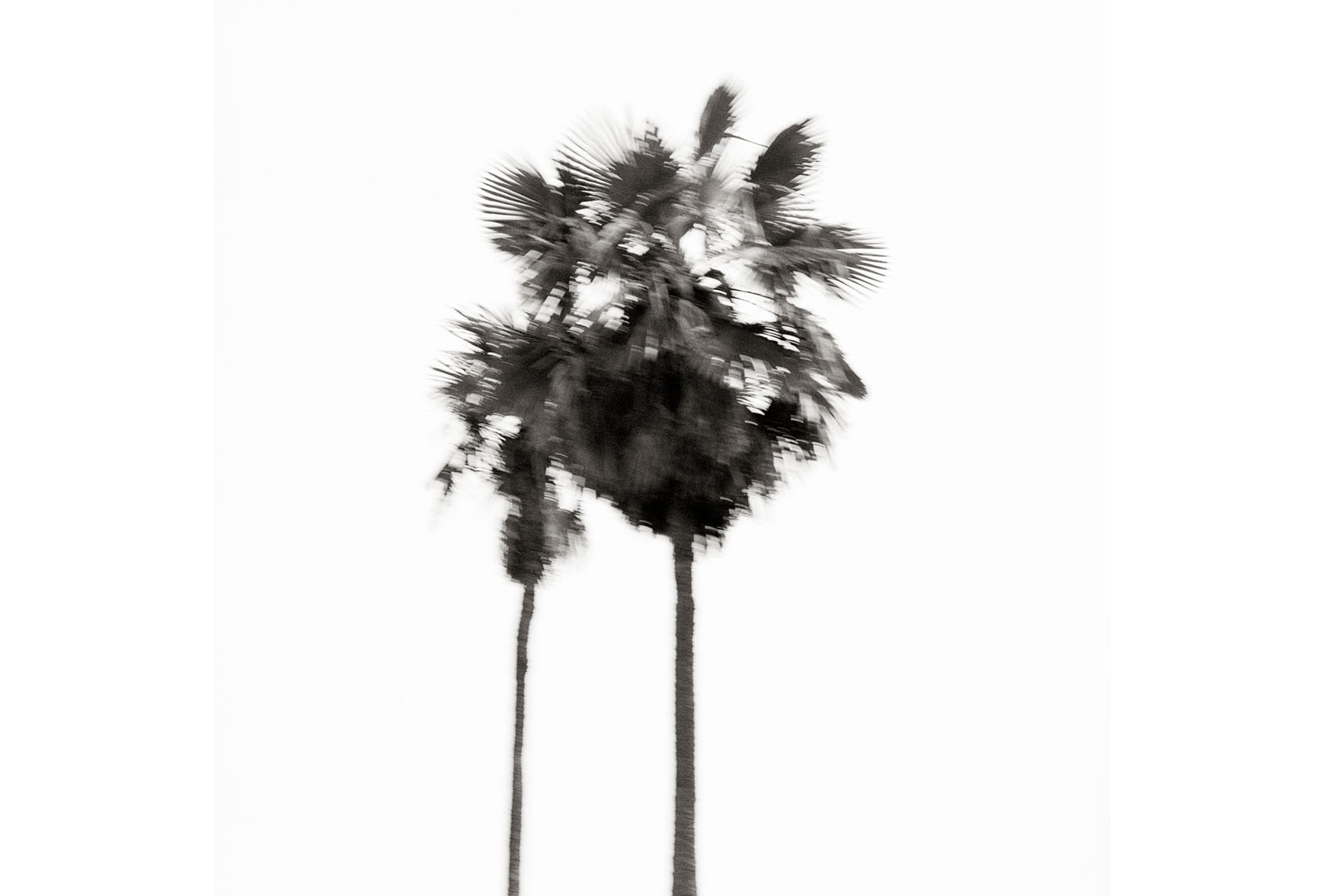 Trees_Palme_1992
